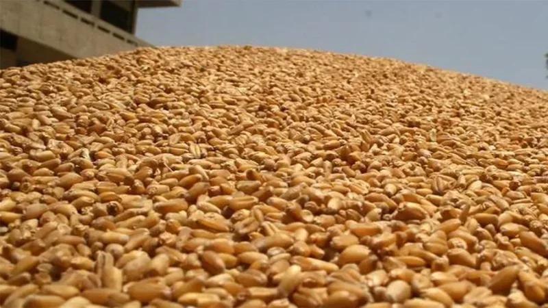 تونس تطرح مناقصة دولية لشراء 225 ألف طن من القمح اللين والصلب