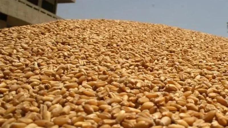 Appel d'offres international pour l'achat de 225 mille tonnes de blé