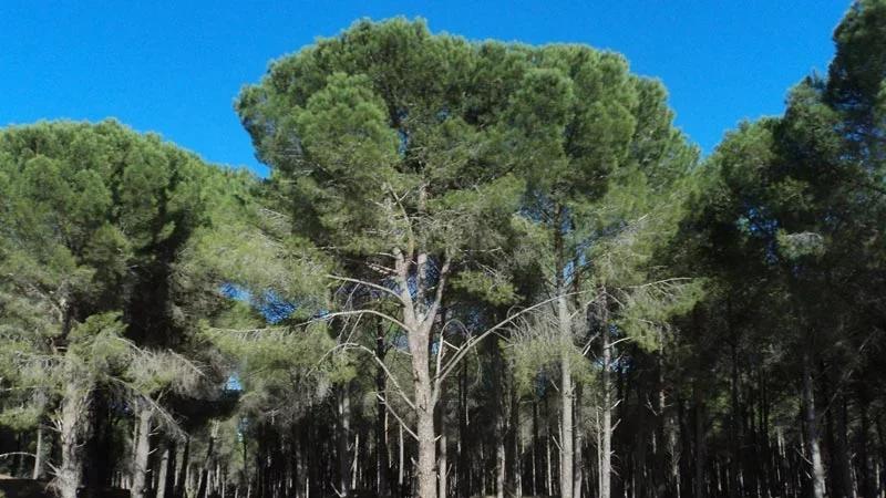 مدير عام الغابات: 8 مشاريع لتنمية الغابات تحتاج تمويلا