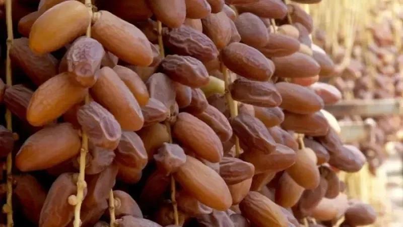 مجمع التمور بقبلي يوفر مخازن تبريد على ذمة الفلاحين لتخزين محاصيلهم