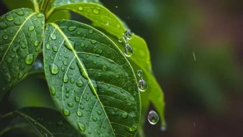 Météo: Pluies orageuses et vents forts