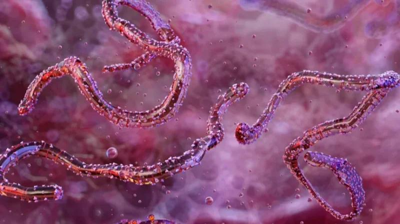 استنفار صحي في إثيوبيا بسبب تفشي ماربورغ