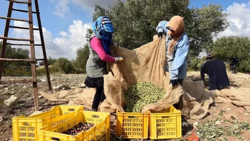 اتحاد الفلاحين بنابل يدعو منتجي الزيتون إلى تخفيف نسق الجني