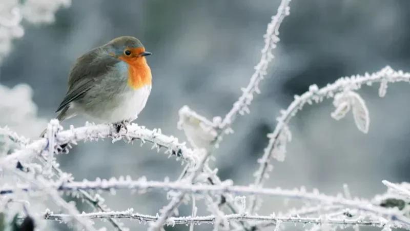Météo: Temps froid avec pluies et risque de grêle