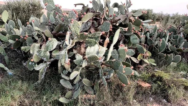 القصرين: مشروع لتثمين التين الشوكي المصاب بالحشرة القرمزية