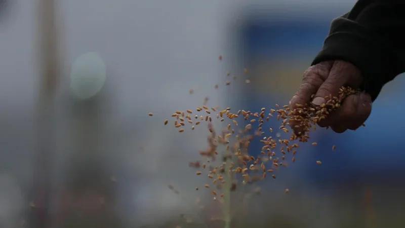 الدجبي: تقدم موسم بذر القمح بنسبة 55%