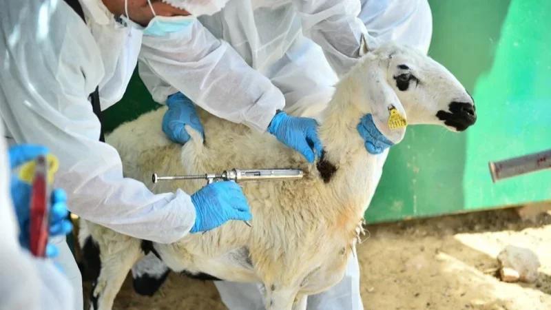 البرلمان يصادق على إحداث صندوق الصحة الحيوانية ضمن قانون المالية