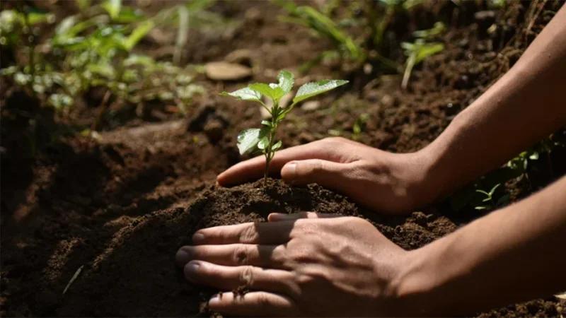 القصرين: تشجير مناطق غابية تضررت من الحرائق بآلاف الأشجار