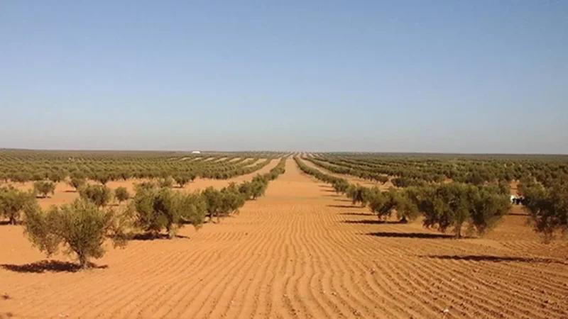 البرلمان يصادق على إحداث خط تمويل لإعادة هيكلة الضيعات الدولية الكبرى