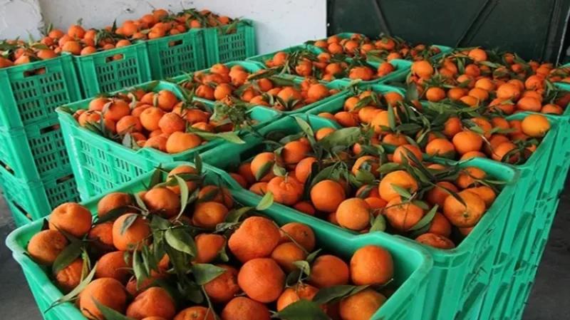 اتحاد الفلاحين : محصول القوارص يناهز 350 ألف طن