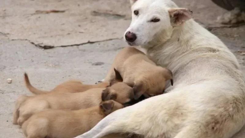 Chiens errants ... L'abattage est-il la solution ?