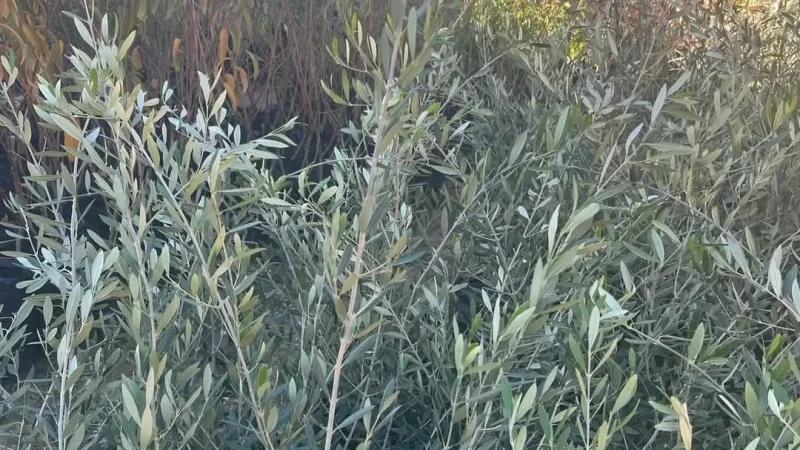 أثبتت البحوث قيمته الغذائية العالية: شملالي تطاوين..فوائده وأصل تسميته