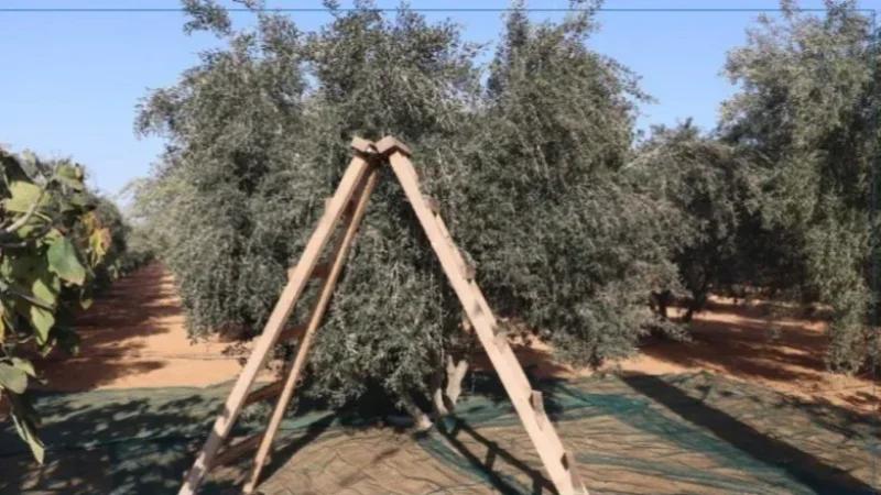 القصرين: ضعف نسق جني الزيتون يدفع الفلاحين للمطالبة بحلول جذرية