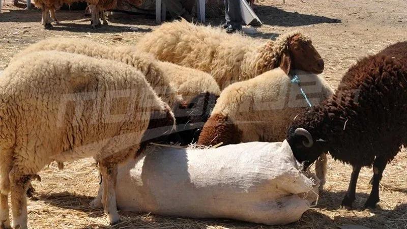 اتحاد الفلاحين: نقص بـ50% في قطاع الماشية