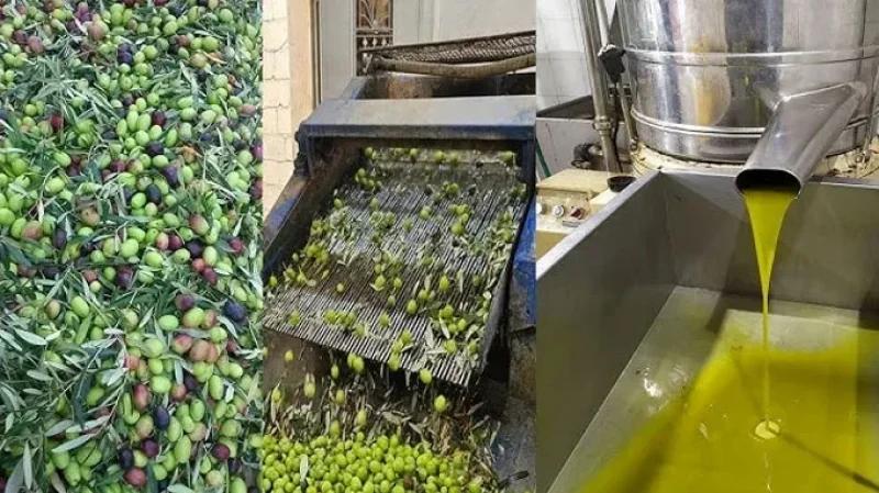 تحديد السعر المرجعي المتحرك لزيت الزيتون في المعاصر