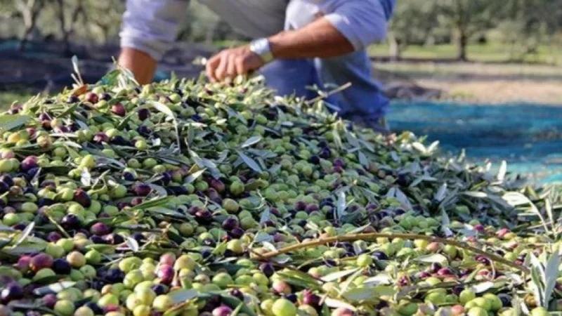 القصرين: تقدّم نسق جني الزيتون