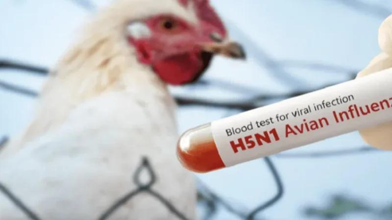 الهند تُبلغ عن تفشي إنفلونزا الطيور في إحدى ولاياتها
