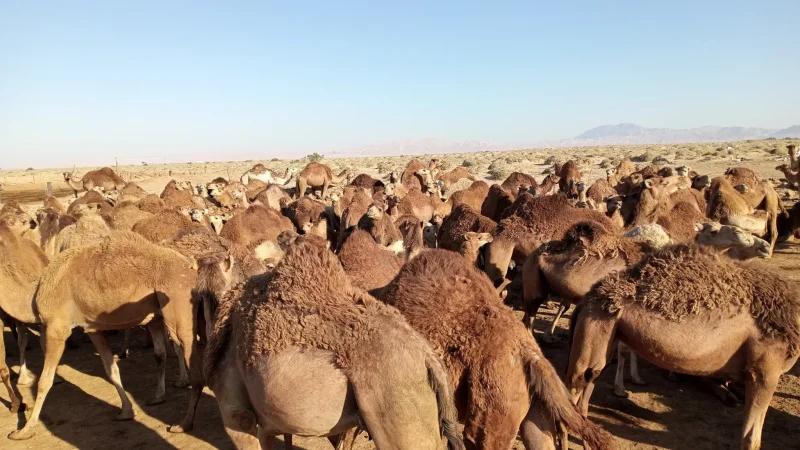 دوز: مخاوف من تفشي أمراض معدية في صفوف قطعان الإبل إثر حالات نفوق