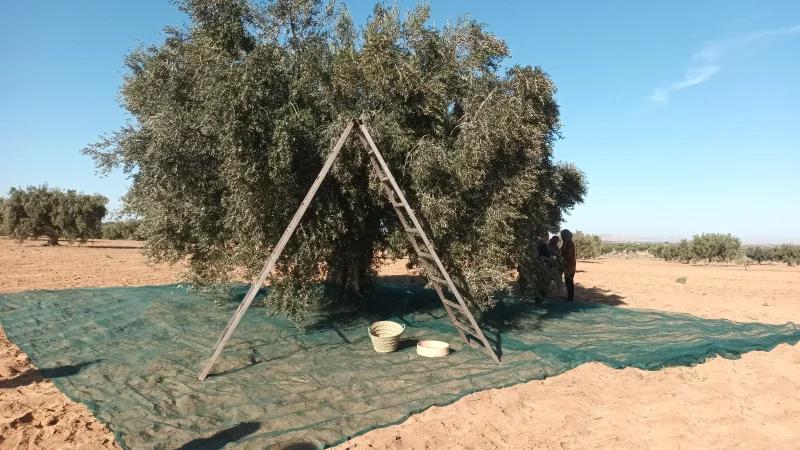 سيدي بوزيد: جلسة عمل لمتابعة موسم جني الزيتون ومعالجة صعوبات الفلاحين