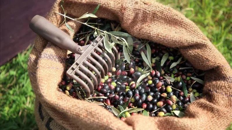 القصرين: تقدم نسبة جني الزيتون يتجاوز الـ50%