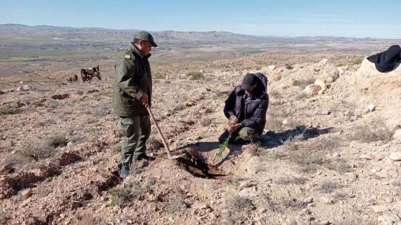 الروحية: تواصل عمليات التشجير بمحمية 'كاف الراعي'