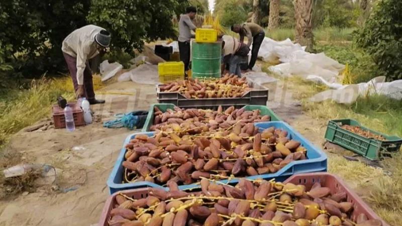 صابة قياسية من التمور تتجاوز 400 ألف طن