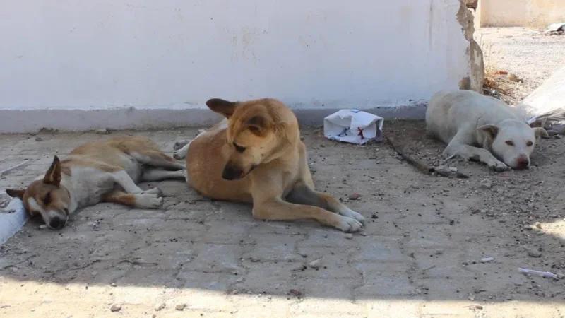 المروج الرابع: كلب سائب يهاجم 3 تلاميذ