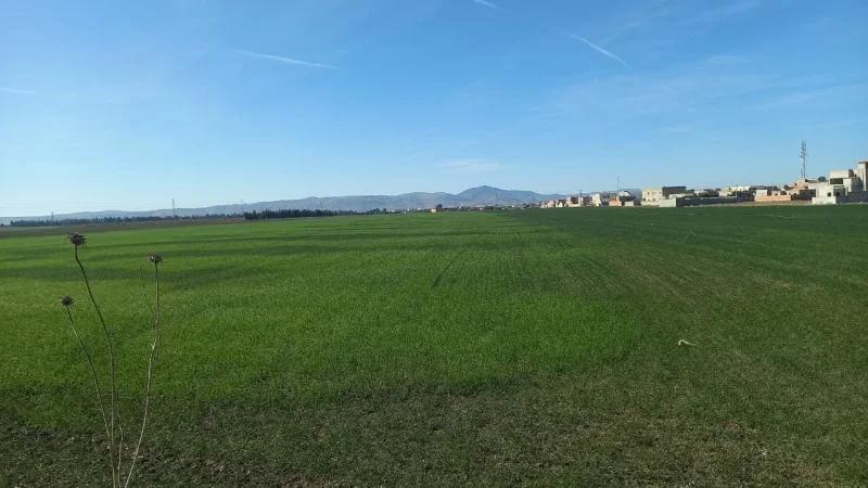 جندوبة: حملات مداواة لإنقاذ صابة الحبوب من الفطريات