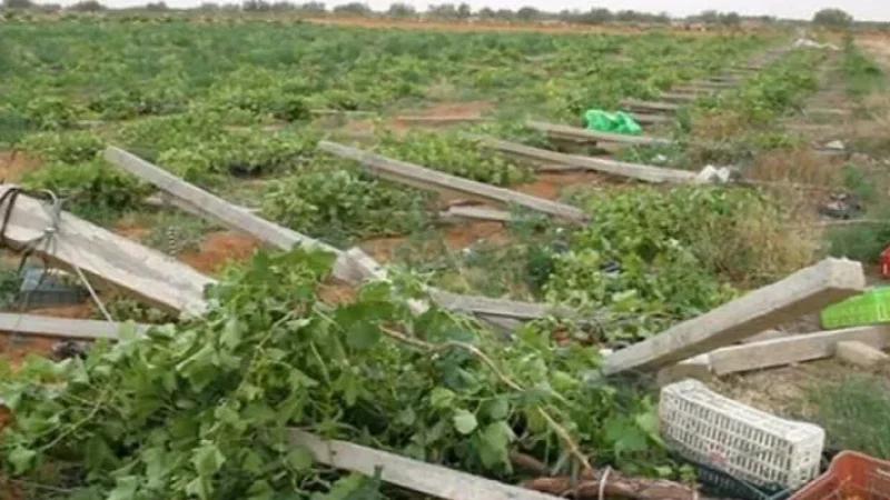 عضو لجنة الفلاحة: تفعيل صندوق الجوائح ضرورة عاجلة