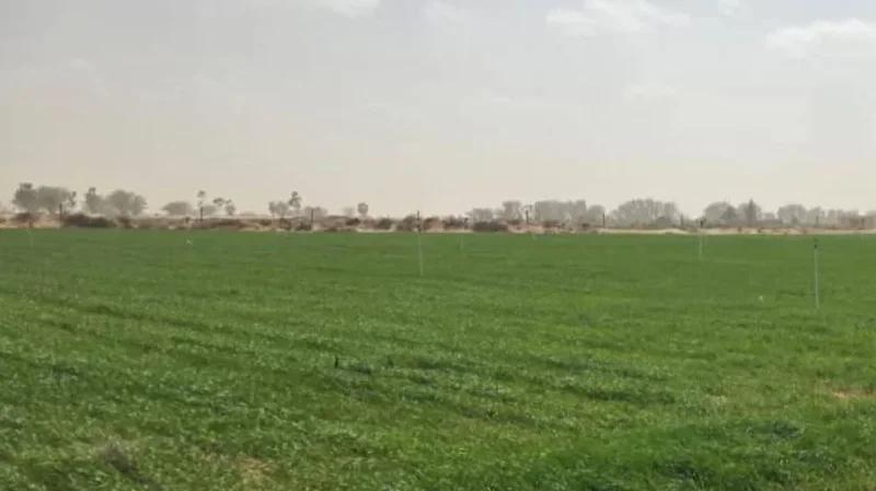 معهد الزراعات الكبرى يدعم مُزارعي ذهيبة ورمادة لانجاح الموسم