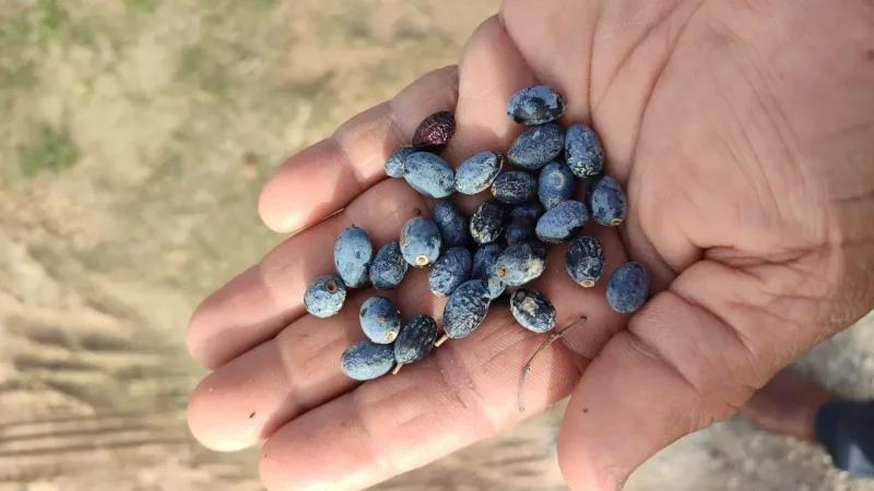 رئيس اتحاد الفلاحين بسوسة: فلاحون يوقفون جني الزيتون بسبب تدني الأسعار