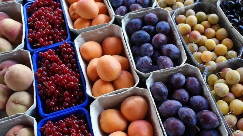 صادرات غلال تونس تجاوزت 148 مليون دينار وتصل إلى نحو 23 بلدا