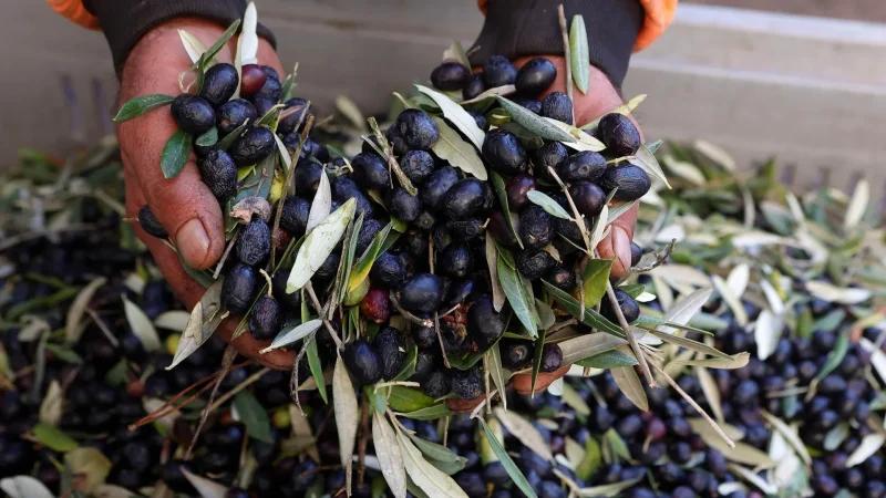 صرف قروض بنحو 1.4 مليون دينار لدعم قطاع الزياتين