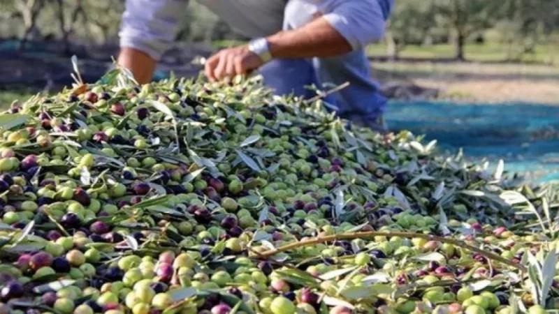 قفصة: صرف قروض بنحو 1.4 مليون دينار لدعم قطاع الزياتين