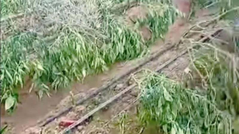 سيدي بوزيد: رياح قوية تخلّف أضرارًا فلاحية