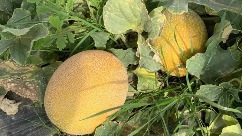 تطاوين: نجاح تجربة زراعة البطيخ الشتوي بمزارع ذهيبة