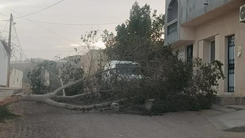 تطاوين: سقوط أشجار وانقطاع مؤقت للتيار الكهربائي إثر رياح قوية