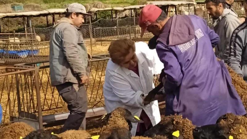 وزارة الفلاحة تعلن ‬عن موعد انطلاق الحملة الوطنية لتلقيح قطيع الماشية