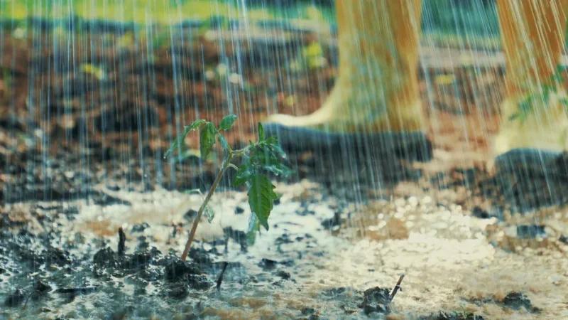 معهد الرصد الجوي: هطول أمطار استثنائية خلال جانفي