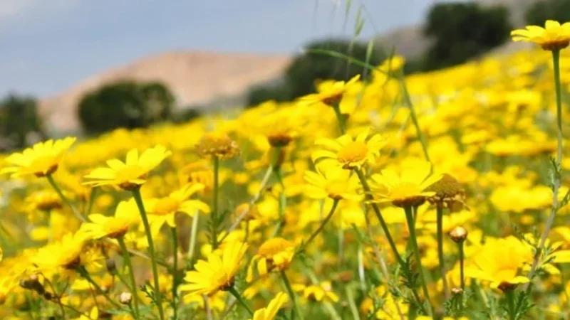 طقس ربيعي بامتياز هذا الأسبوع