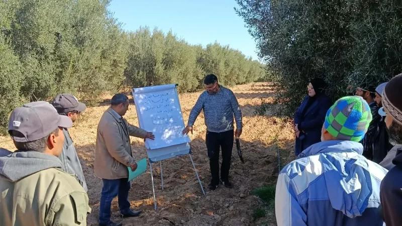 سيدي بوزيد: تركيز مدرسة حقلية للزيتون البيولوجي في منزل بوزيان