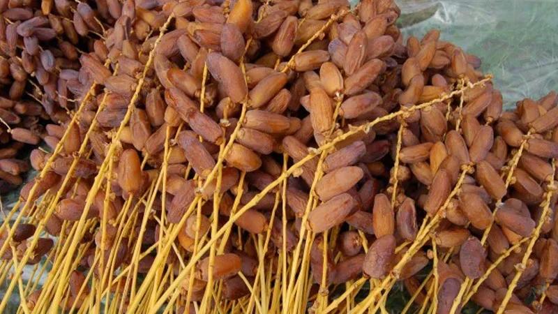 تونس تتحصل على أول علامة مصدر للتمور والزيوت البيولوجية للسوق الروسية