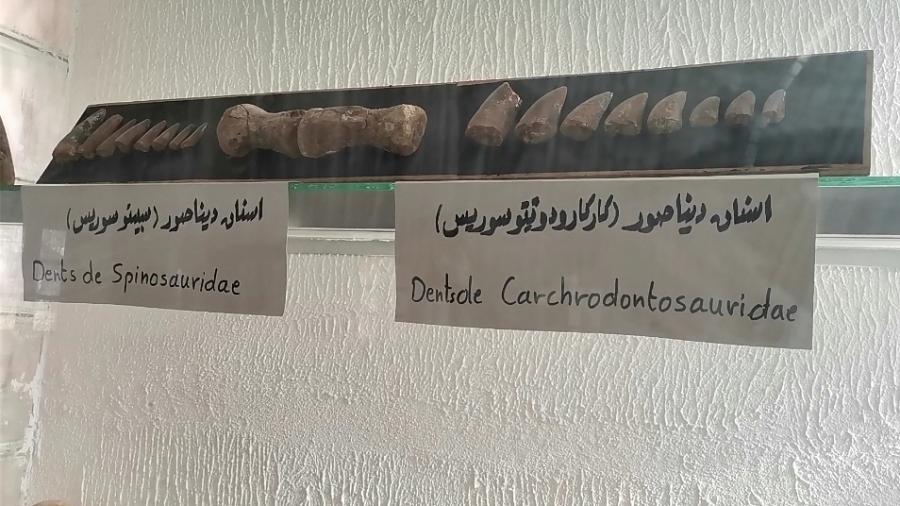 متحف ذاكرة الأرض بتطاوين.. درة علمية ورحلة عبر التاريخ الجيولوجي