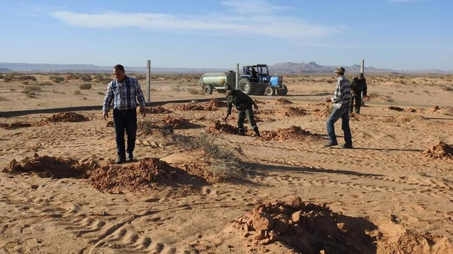 غراسة 800 شجرة لتوفير الظل بالمراعي في الصحراء وحماية الغطاء النباتي
