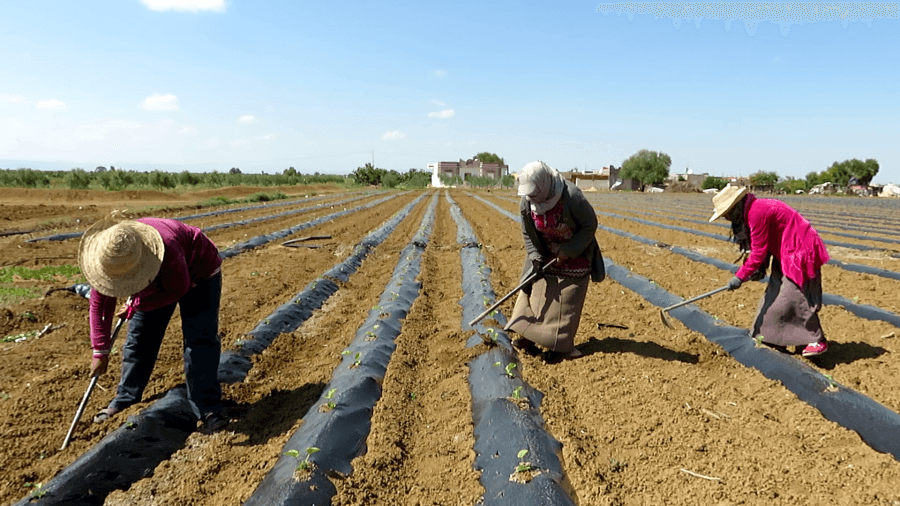  تقليص المساحات السقوية يتسبّب في فقدان الآلاف من أيام العمل