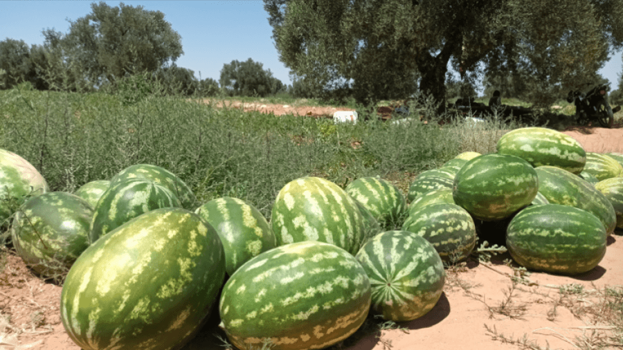  الرقاب: حجز 20 طنا من الدلاع والبطيخ 