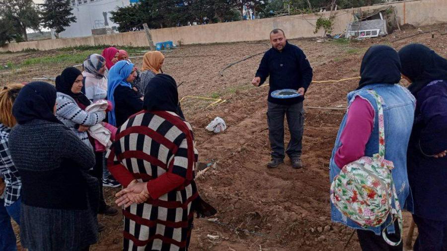 الهوارية: مشروع لتثمين بذور الملوخية القرطاجية