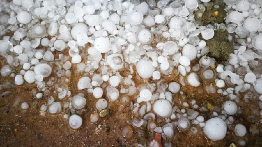Kasserine: La grêle a fait de gros dégâts au niveau des arbres fruitiers (Vidéo)