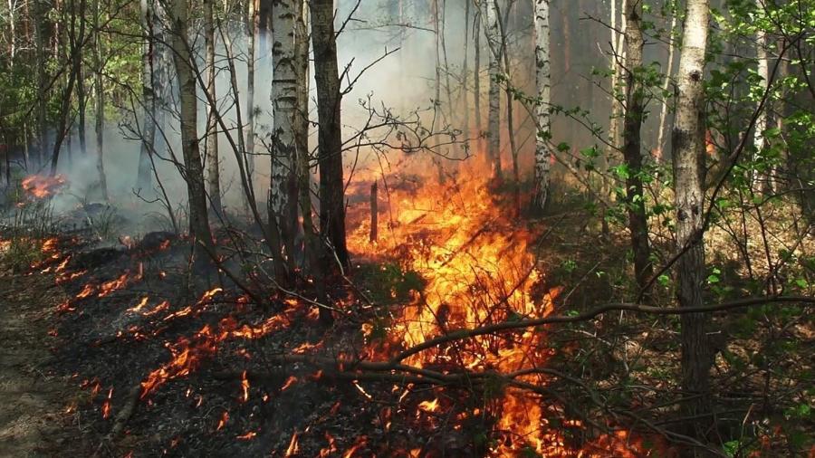 حريق جبل زغدودة بالوسلاتية يُتلف 100 هك من المساحة الغابية