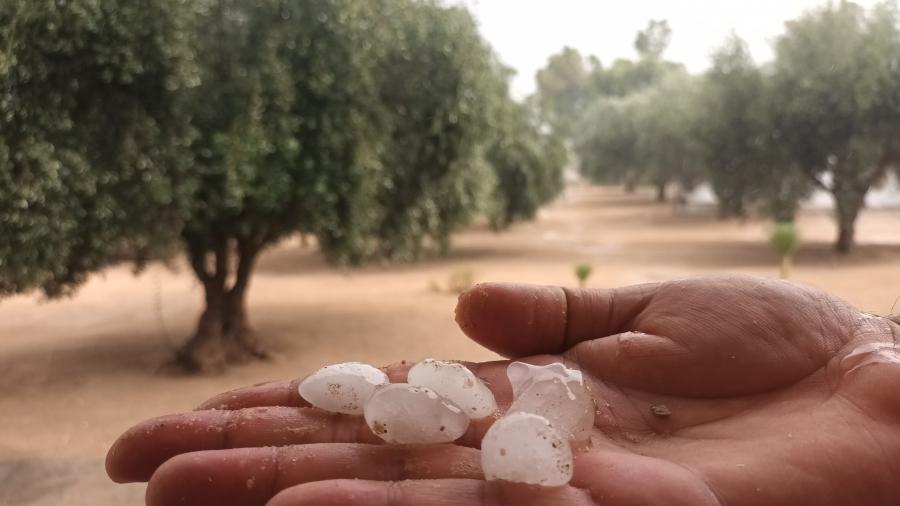 القيروان: أضرار فلاحية جسيمة بسبب البرد